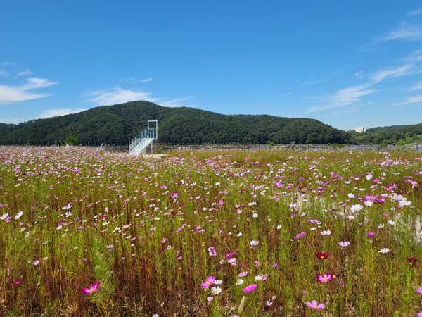 용인시 기흥호수정원에 코스모스 꽃밭. 