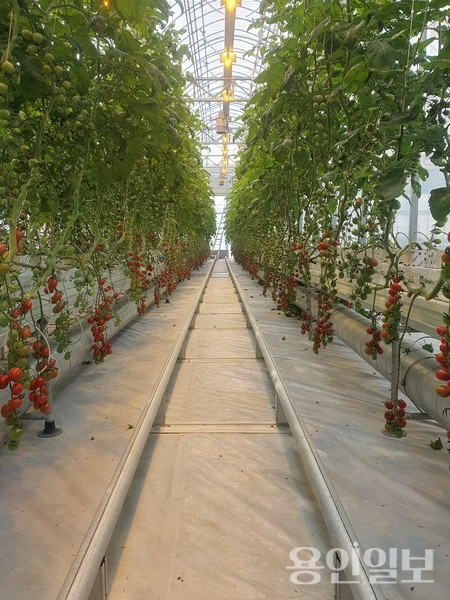 용인시가 2023년도 미래농업, 지속가능한 농업을 실천하기 위한 시범사업’을 추진한다. /시설원예 스마트팜 모습.