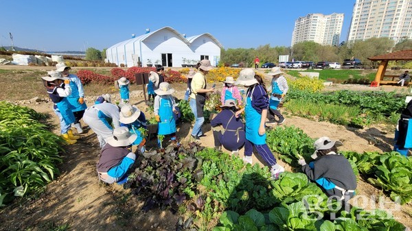 용인특례시가 올해 시민농장에서 텃밭을 가꿀 도시농부 794팀을 선정했다. 