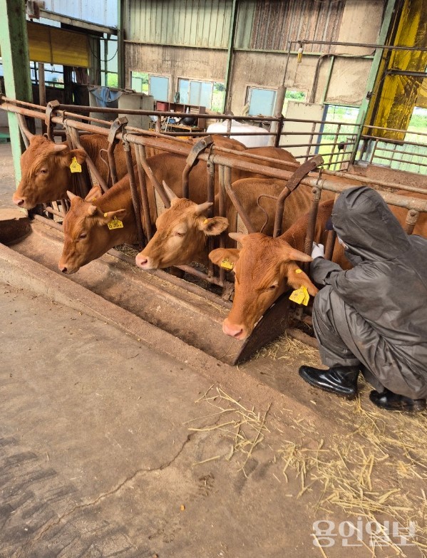 용인특례시가 지역 내 한우농가 221곳에서 사육 중인 모든 한우에 럼피스킨 긴급 백신 접종을 완료했다. /사진=용인시