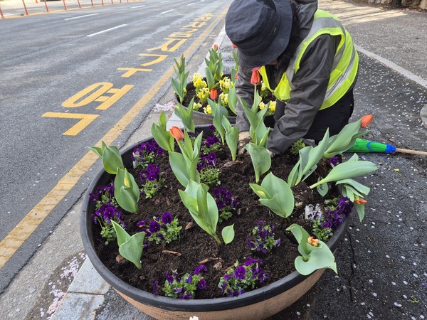 용인특례시 수지구청이 13일부터 시민이 통행하는 도로변에 봄꽃을 심었다.