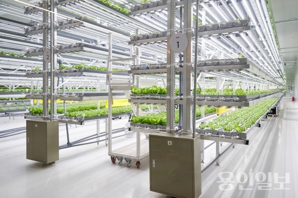용인특례시가 경기도 주관 사회혁신형 스마트팜 시범사업 공모에 선정됐다 /사진=용인시