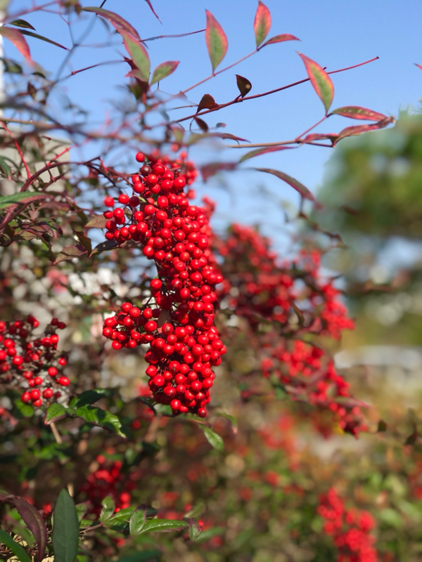 가을빛으로 무르익은 남천 열매, 우리 동네 가을 풍경  